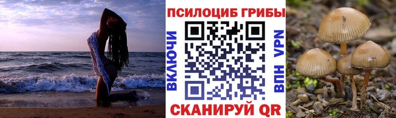Псилоцибиновые грибы Psilocybine cubensis  закладки  Оса 